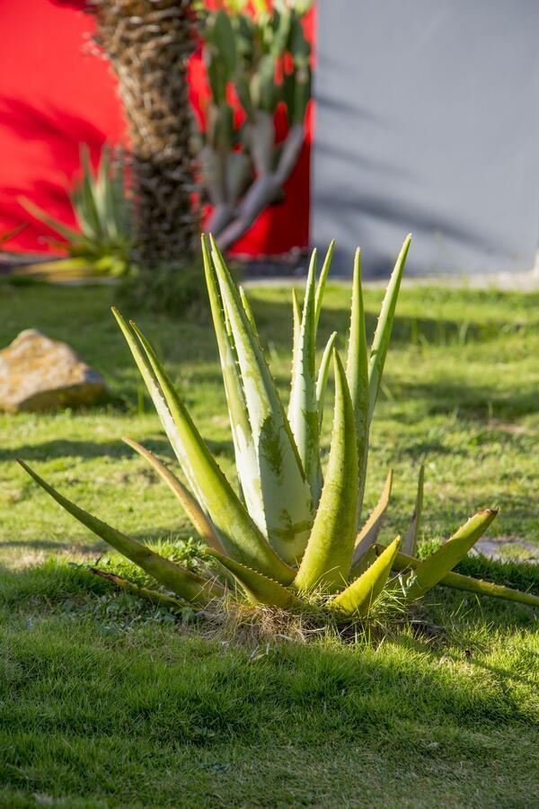 Fleurs De Canne Piscines Privees Le Moule Eksteriør billede